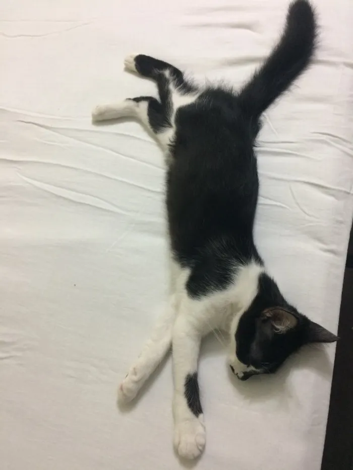 Gato ra a  idade 7 a 11 meses nome Tom e Miles