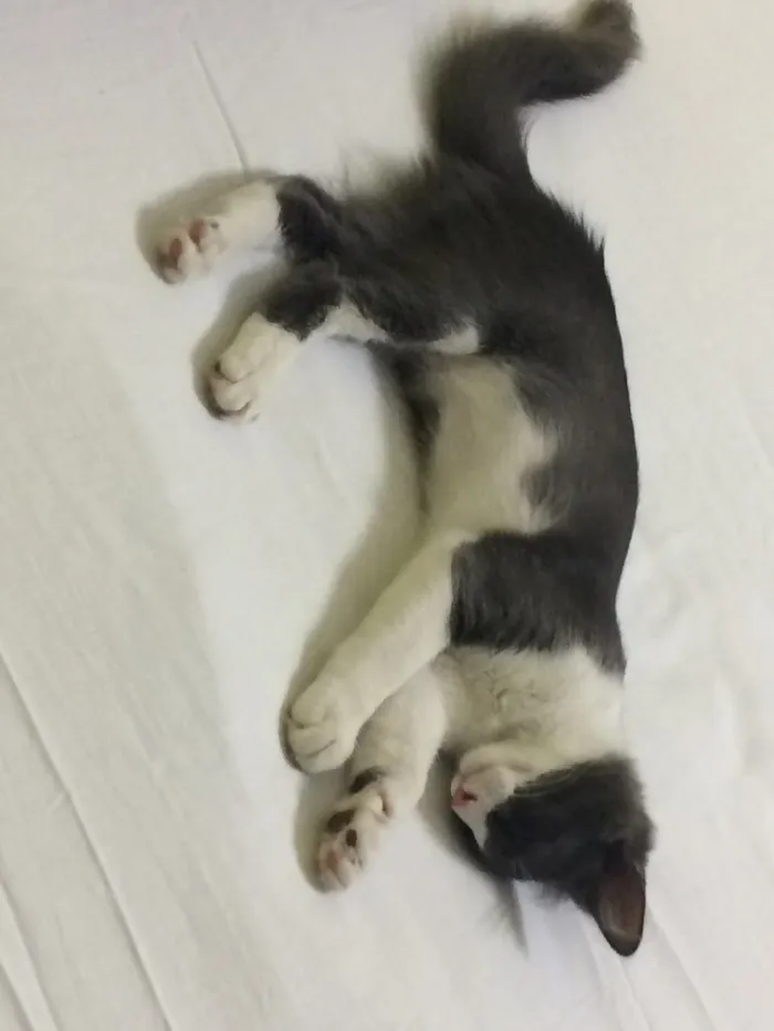 Gato ra a  idade 7 a 11 meses nome Tom e Miles