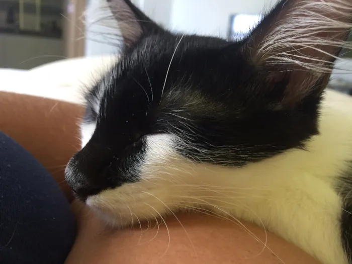 Gato ra a  idade 7 a 11 meses nome Tom e Miles