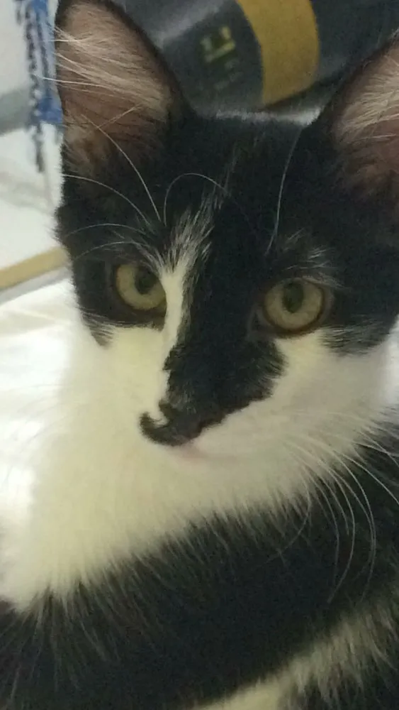 Gato ra a  idade 7 a 11 meses nome Tom e Miles