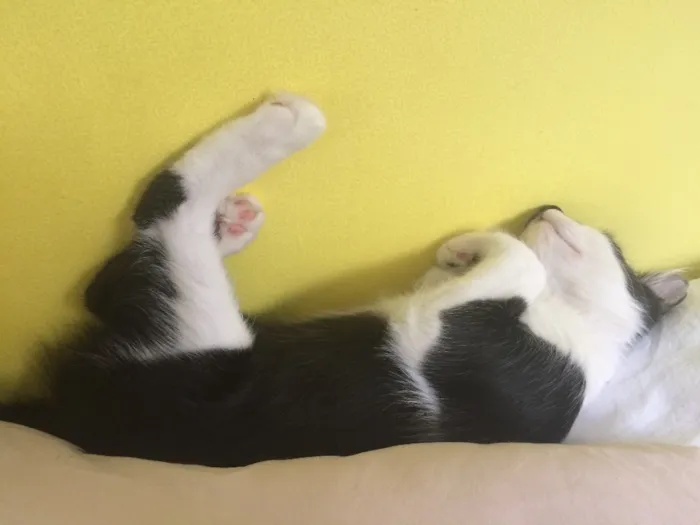 Gato ra a  idade 7 a 11 meses nome Tom e Miles