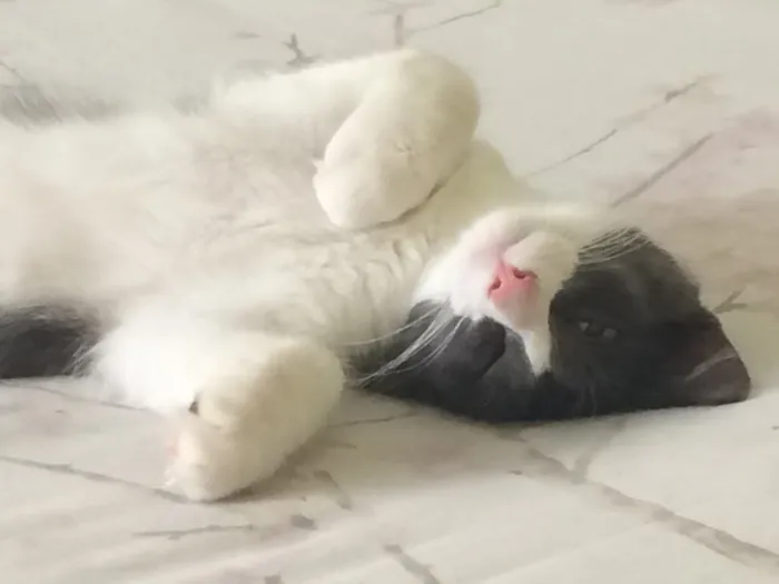 Gato ra a  idade 7 a 11 meses nome Tom e Miles