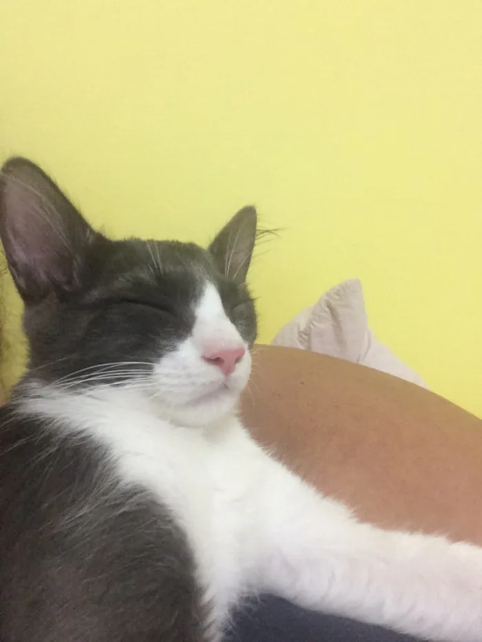 Gato ra a  idade 7 a 11 meses nome Tom e Miles