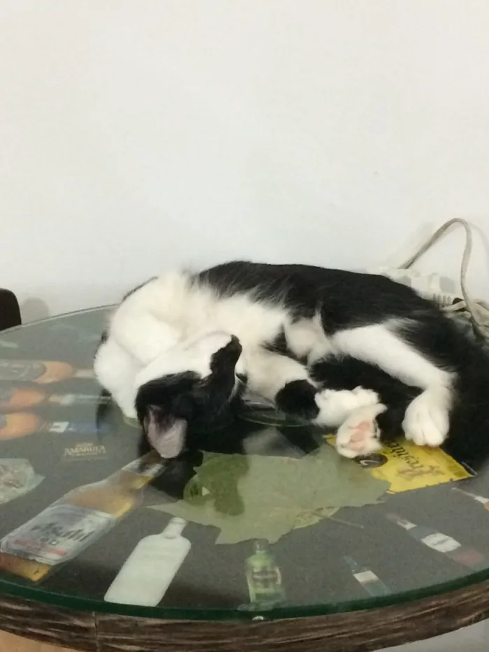 Gato ra a  idade 7 a 11 meses nome Tom e Miles