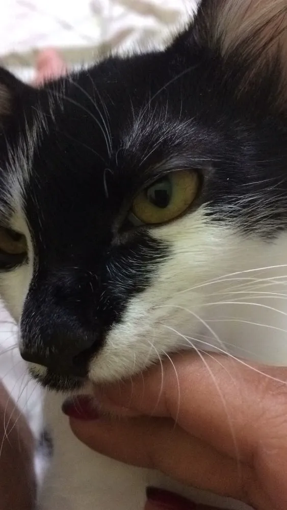 Gato ra a  idade 7 a 11 meses nome Tom e Miles