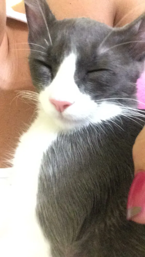 Gato ra a  idade 7 a 11 meses nome Tom e Miles