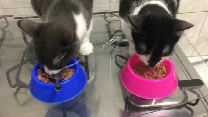 Gato ra a  idade 7 a 11 meses nome Tom e Miles