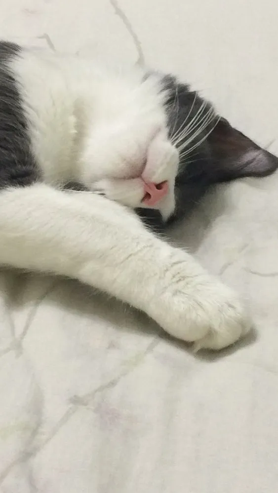 Gato ra a  idade 7 a 11 meses nome Tom e Miles