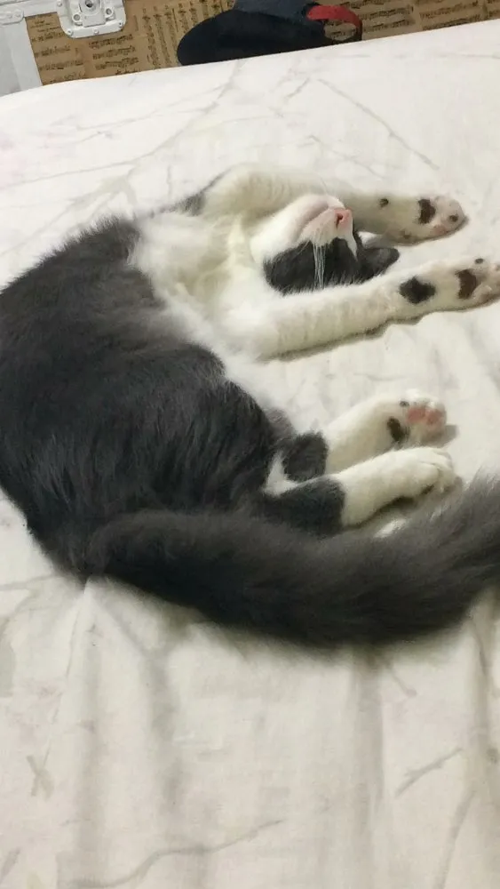 Gato ra a  idade 7 a 11 meses nome Tom e Miles