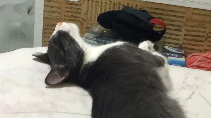 Gato ra a  idade 7 a 11 meses nome Tom e Miles
