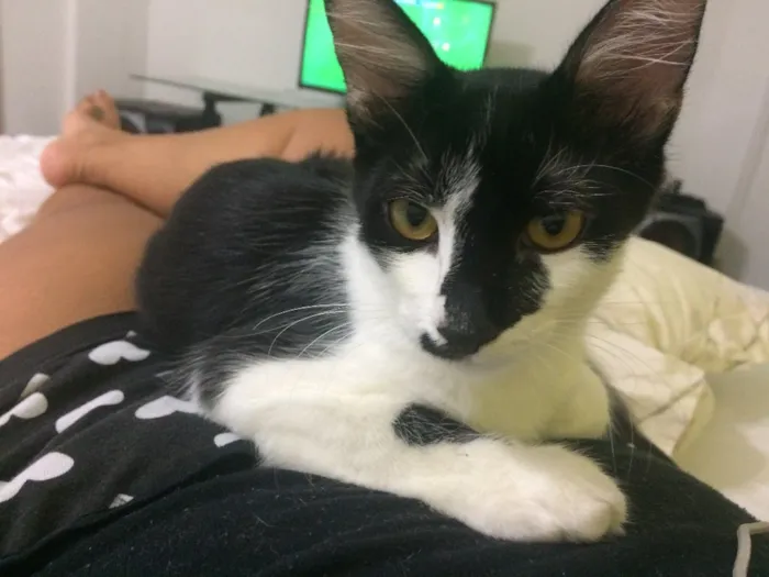 Gato ra a  idade 7 a 11 meses nome Tom e Miles