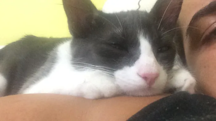 Gato ra a  idade 7 a 11 meses nome Tom e Miles