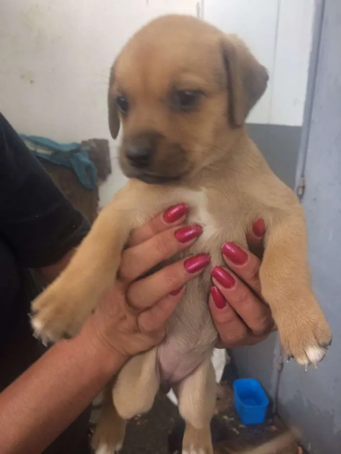 Cachorro ra a SRD idade Abaixo de 2 meses nome Adote