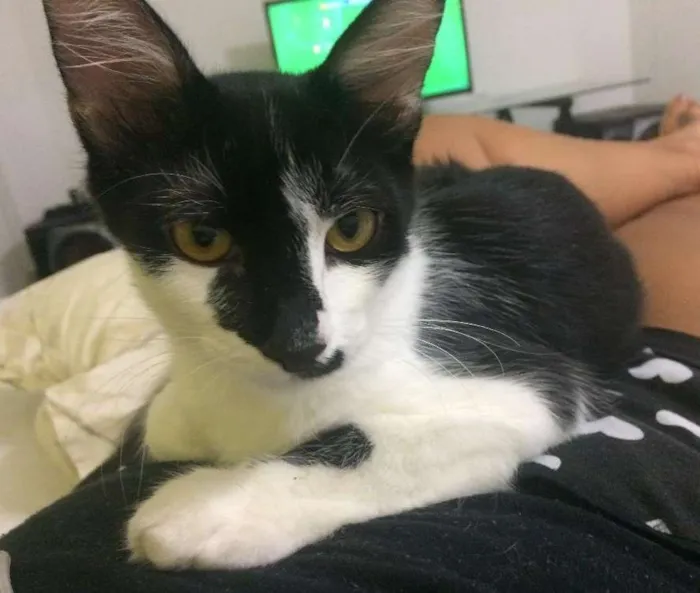 Gato ra a  idade 7 a 11 meses nome Tom e Miles