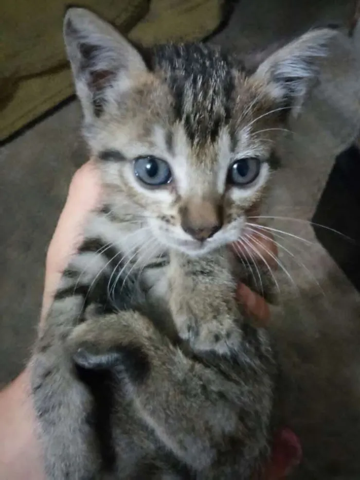 Gato ra a  idade Abaixo de 2 meses nome Mimi