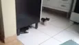 Gatinhos Filhotes