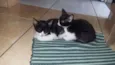 Gatinhos Filhotes