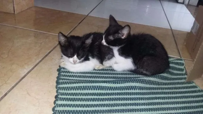Gato ra a Frajola idade 2 a 6 meses nome Gatinhos Filhotes