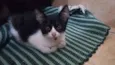 Gatinhos Filhotes