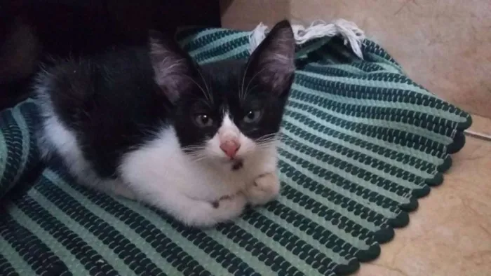 Gato ra a Frajola idade 2 a 6 meses nome Gatinhos Filhotes