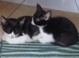 Gatinhos Filhotes