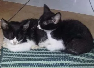 Gato raça Frajola idade 2 a 6 meses nome Gatinhos Filhotes