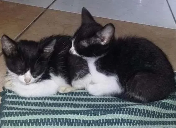 Gato ra a Frajola idade 2 a 6 meses nome Gatinhos Filhotes