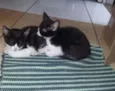 Gatinhos Filhotes