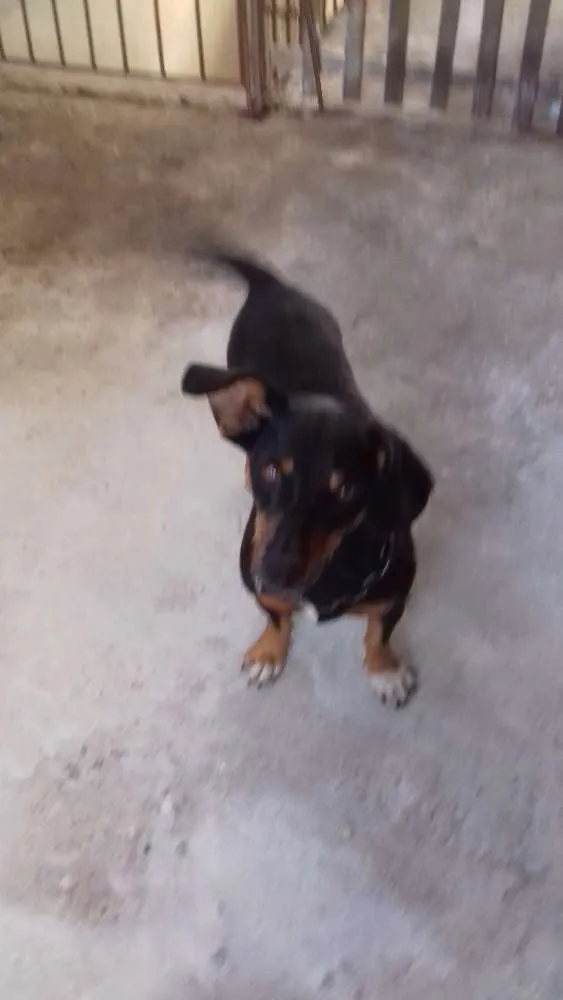 Cachorro raça Basset /mistico:tipo salsicha idade  nome Noah