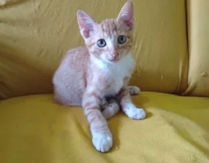 Gato raça  idade 2 a 6 meses nome Manel