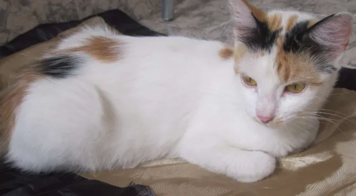 Gato raça Nào sei  idade 2 anos nome  Melanie 