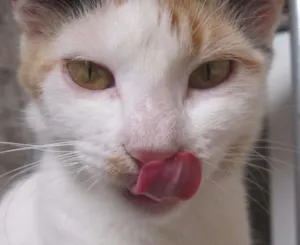 Gato raça Nào sei  idade 2 anos nome  Melanie 