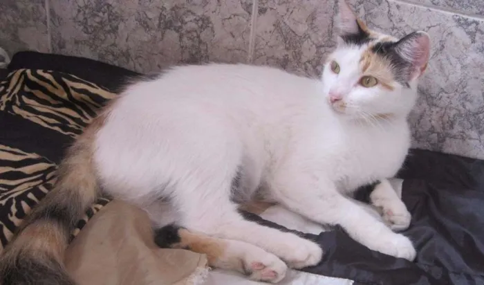 Gato raça Nào sei  idade 2 anos nome  Melanie 
