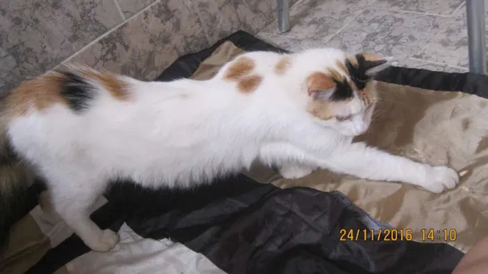 Gato raça Nào sei  idade 2 anos nome  Melanie 