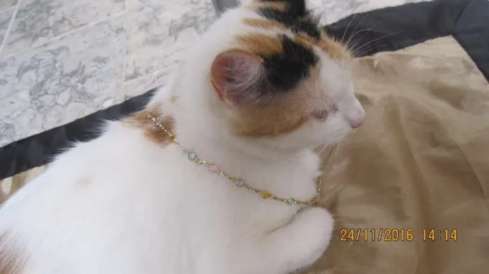 Gato raça Nào sei  idade 2 anos nome  Melanie 