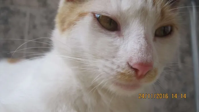 Gato raça Nào sei  idade 2 anos nome  Melanie 
