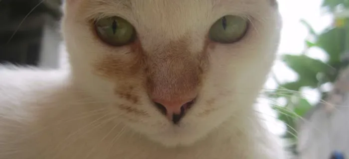 Gato raça vira-lata idade 1 ano nome Lara
