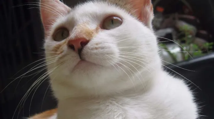 Gato raça vira-lata idade 1 ano nome Lara