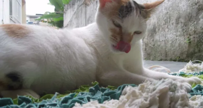 Gato raça vira-lata idade 1 ano nome Lara