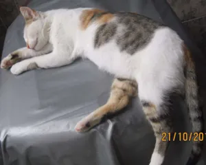 Gato raça vira-lata idade 1 ano nome Lara