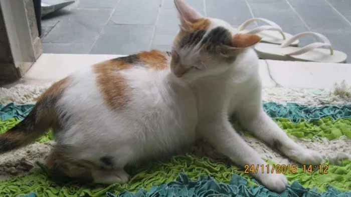 Gato raça vira-lata idade 1 ano nome Lara