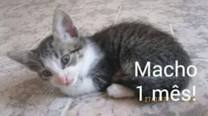 Gato raça vira-lata idade 2 a 6 meses nome Frajola