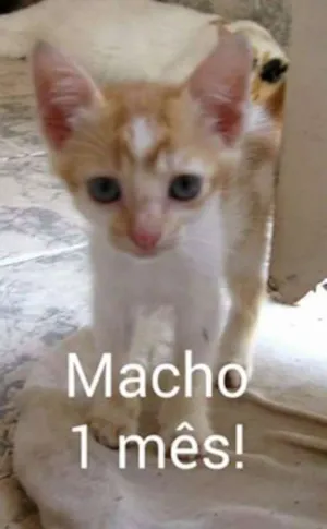 Gato raça vira-lataa idade 2 a 6 meses nome Amarelinho