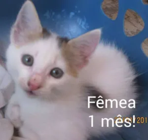 Gato raça vira-lata idade Abaixo de 2 meses nome Floquinho
