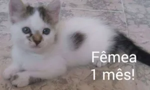 Gato raça vira-lata idade 2 a 6 meses nome Nenem do vasco