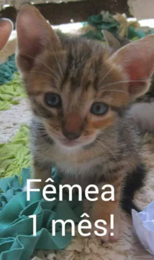 Gato raça vira-lata idade 2 a 6 meses nome Tigresa