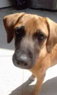 Lola