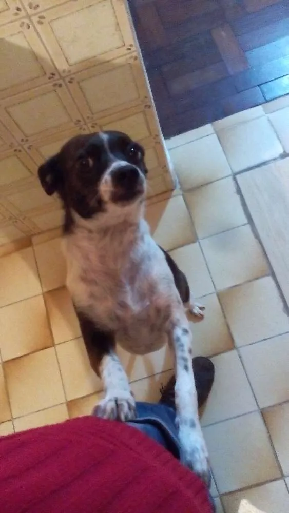 Cachorro ra a Vira lata  idade 7 a 11 meses nome Kiara