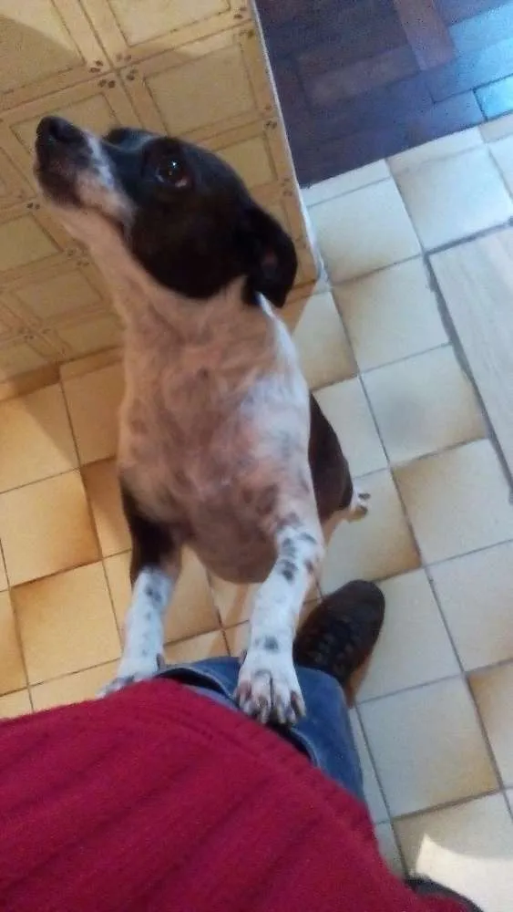Cachorro ra a Vira lata  idade 7 a 11 meses nome Kiara