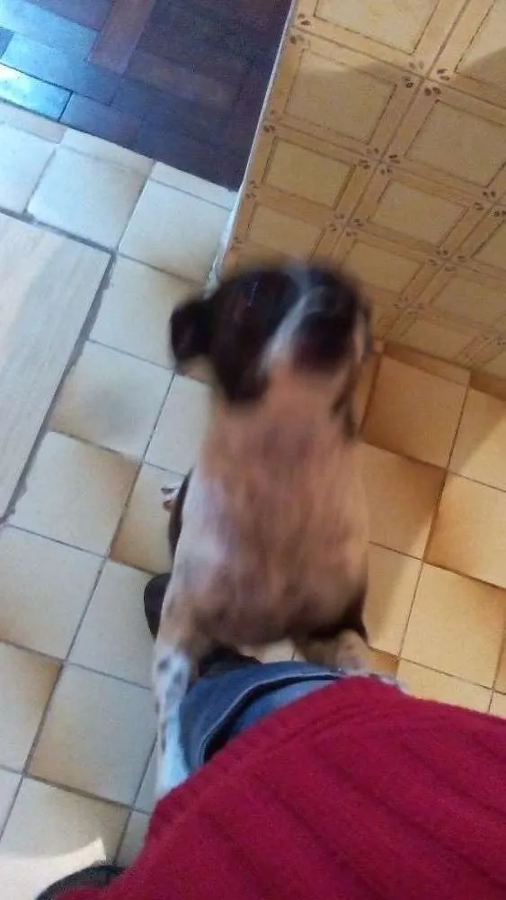 Cachorro ra a Vira lata  idade 7 a 11 meses nome Kiara